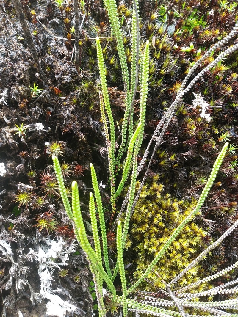 Jamesonia rotundifolia photo 2