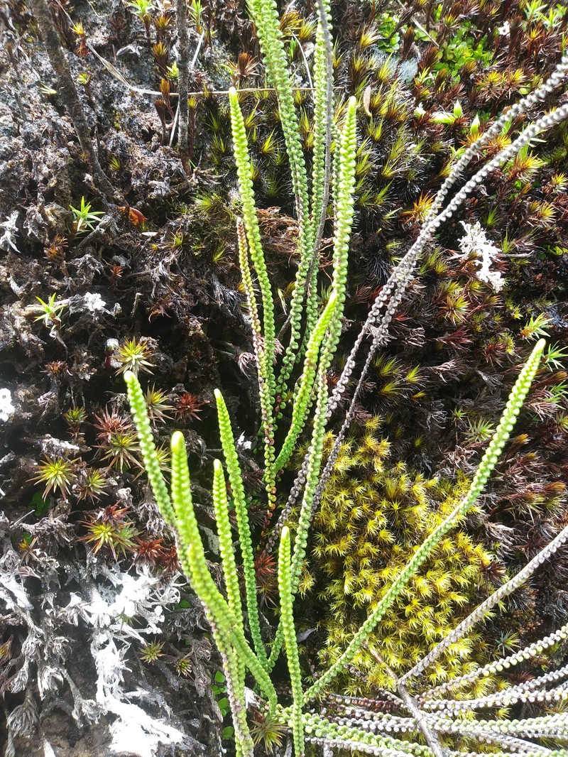 Jamesonia rotundifolia photo 6