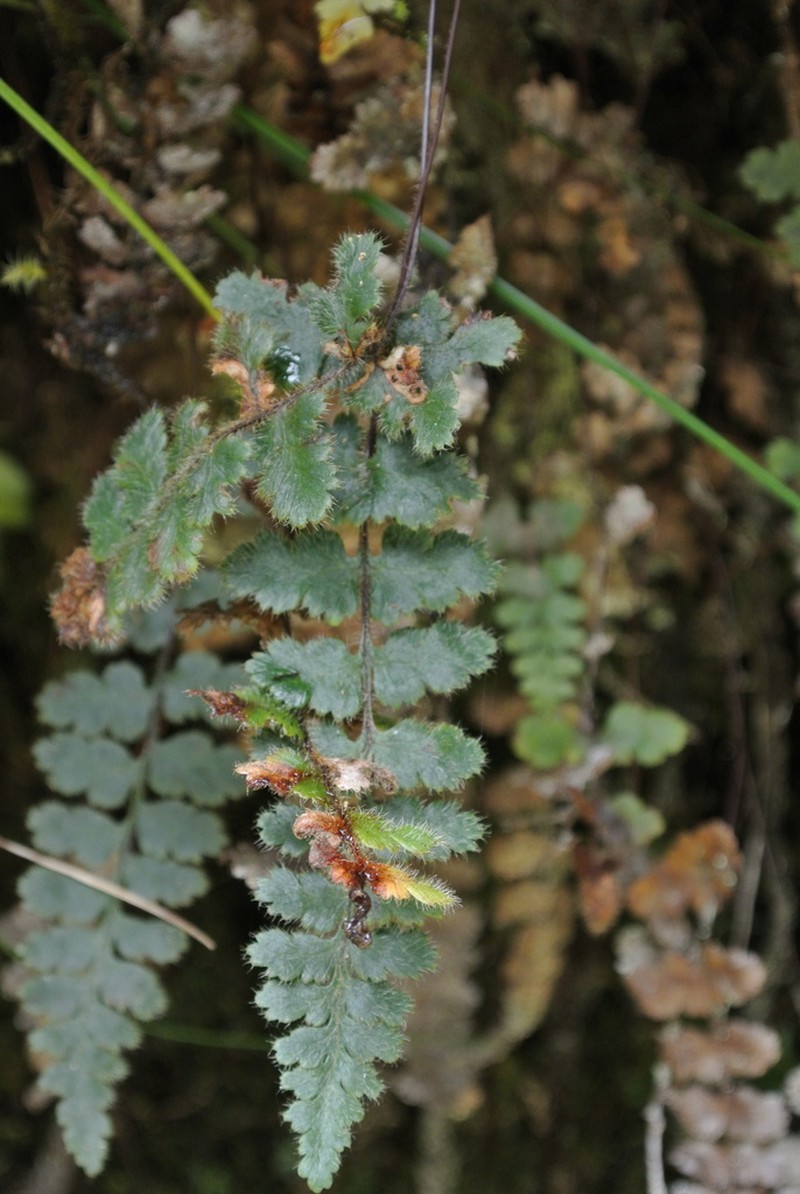 Jamesonia rufescens