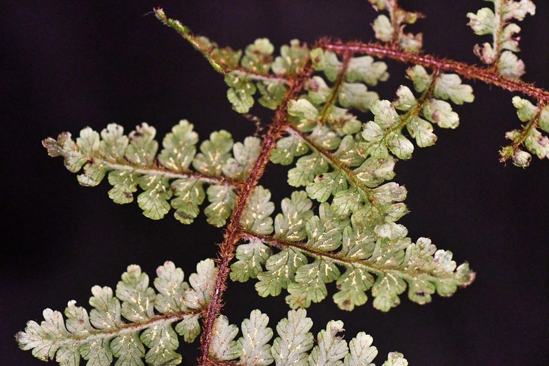 Jamesonia rufescens photo 2