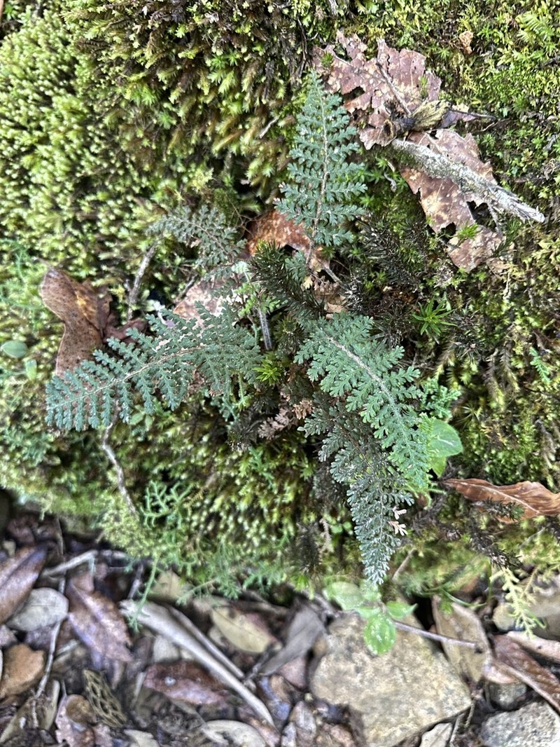 Jamesonia rufescens photo 3