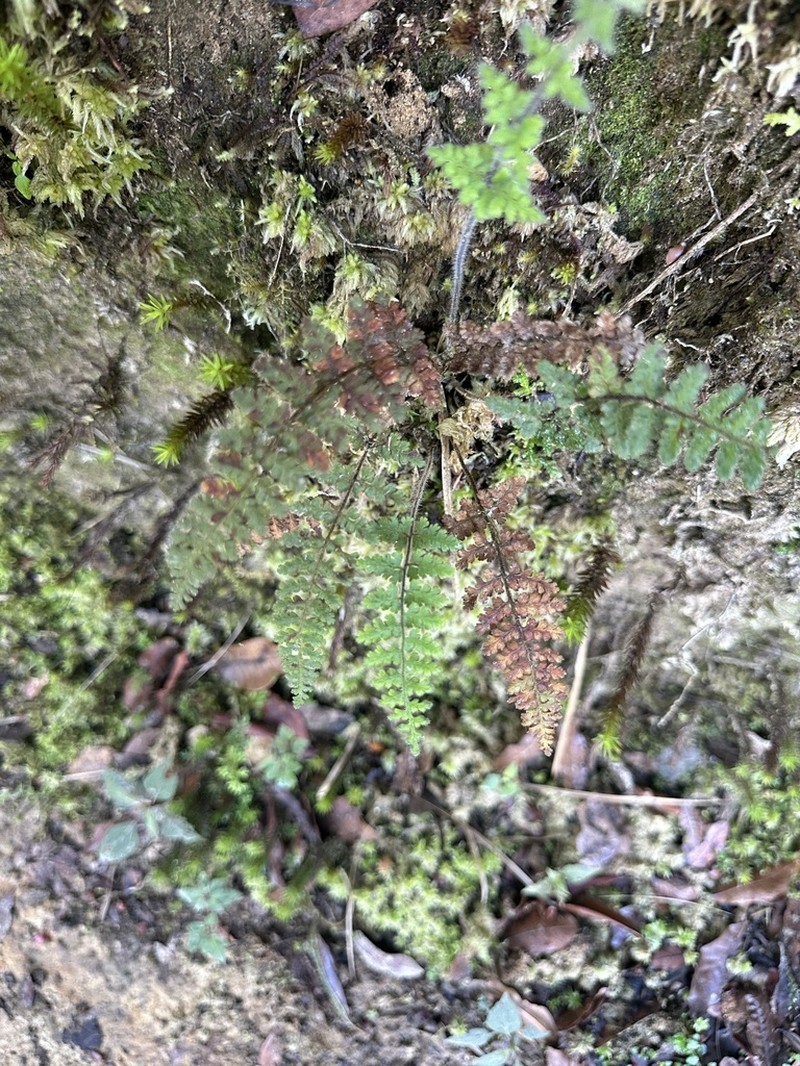 Jamesonia rufescens photo 4