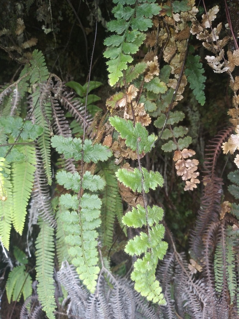 Jamesonia rufescens photo 5