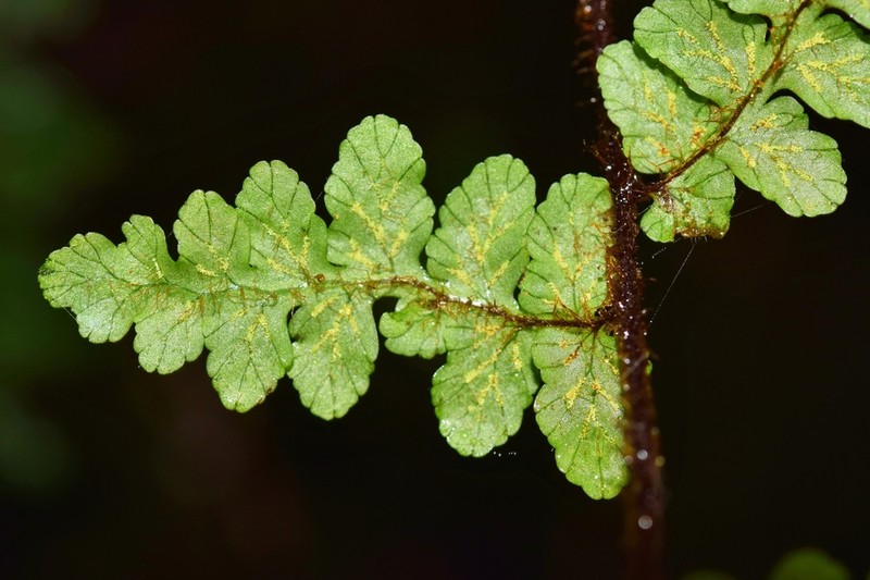 Jamesonia rufescens photo 6