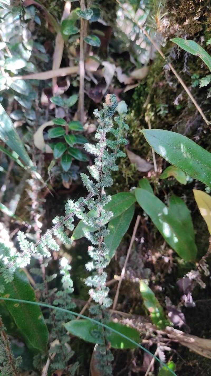 Jamesonia rufescens photo 7