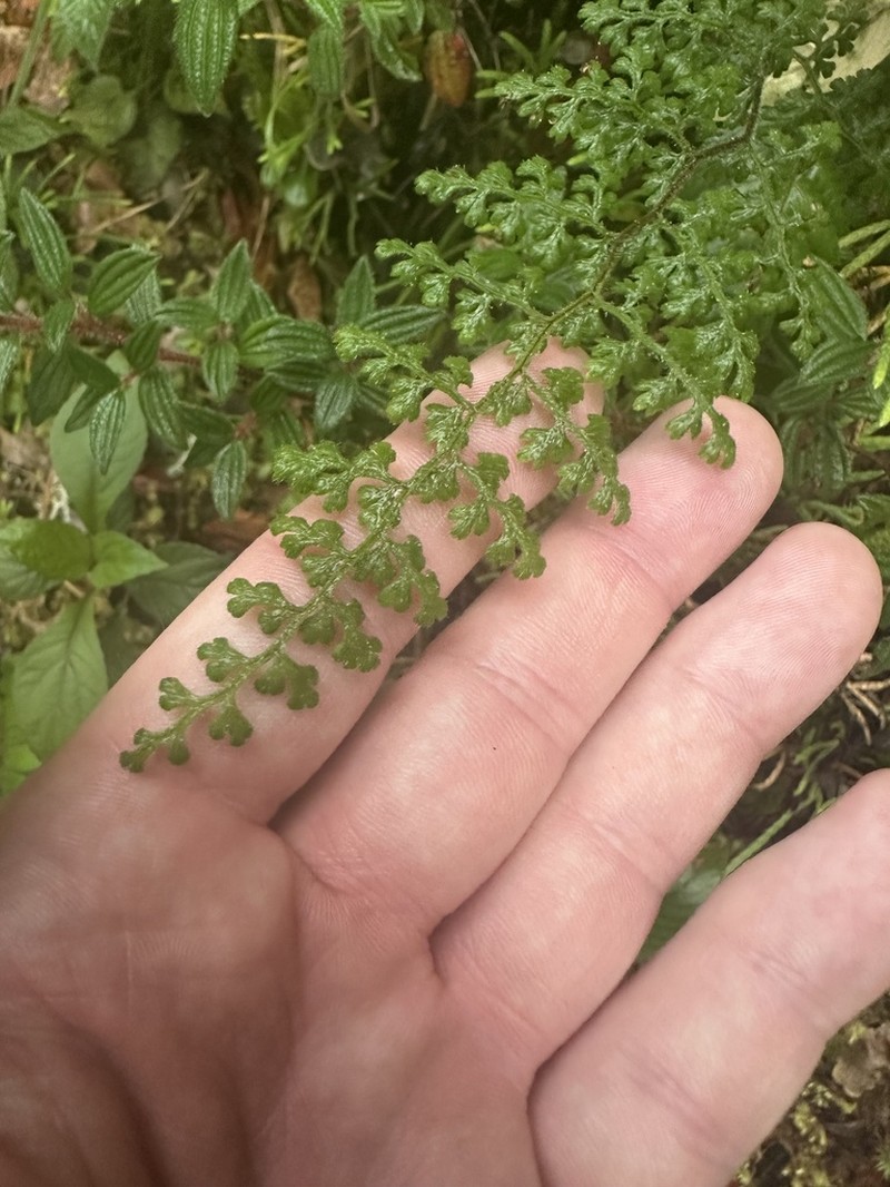 Jamesonia rufescens photo 8