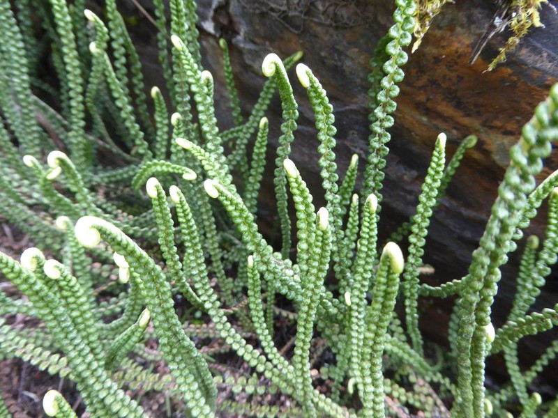 Jamesonia scalaris