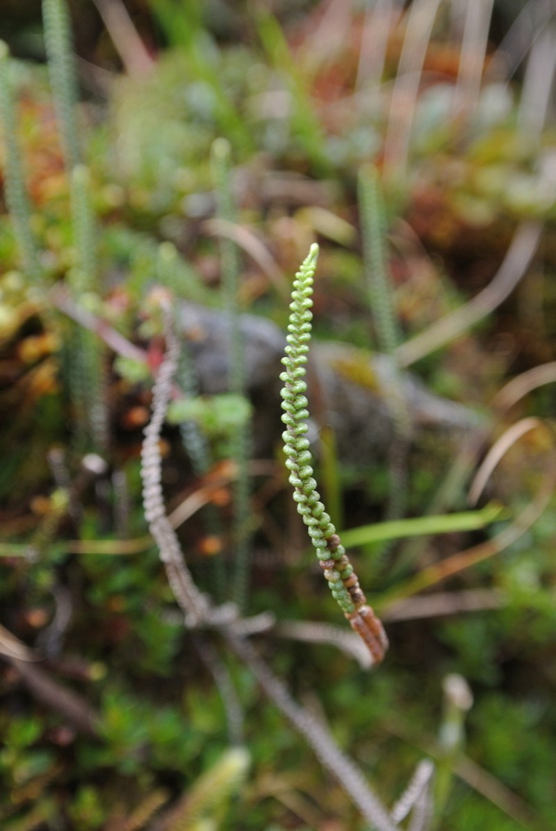 Jamesonia scalaris photo 2