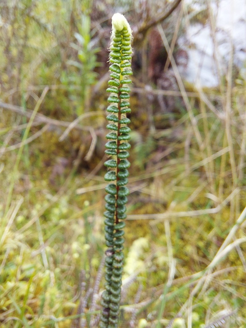 Jamesonia scalaris photo 3