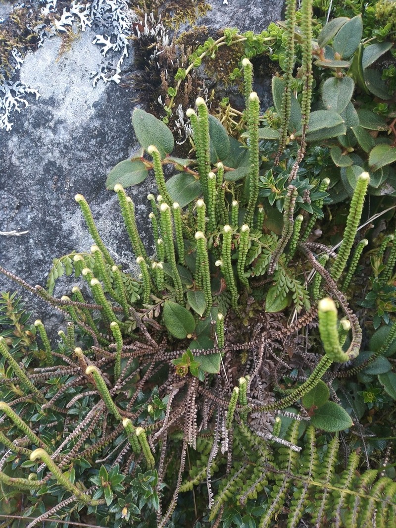 Jamesonia scalaris photo 4