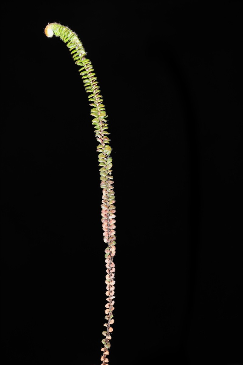 Jamesonia scalaris photo 5