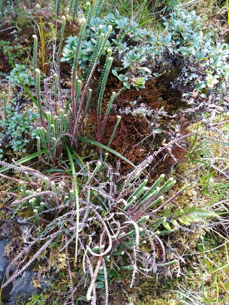 Jamesonia scalaris photo 6
