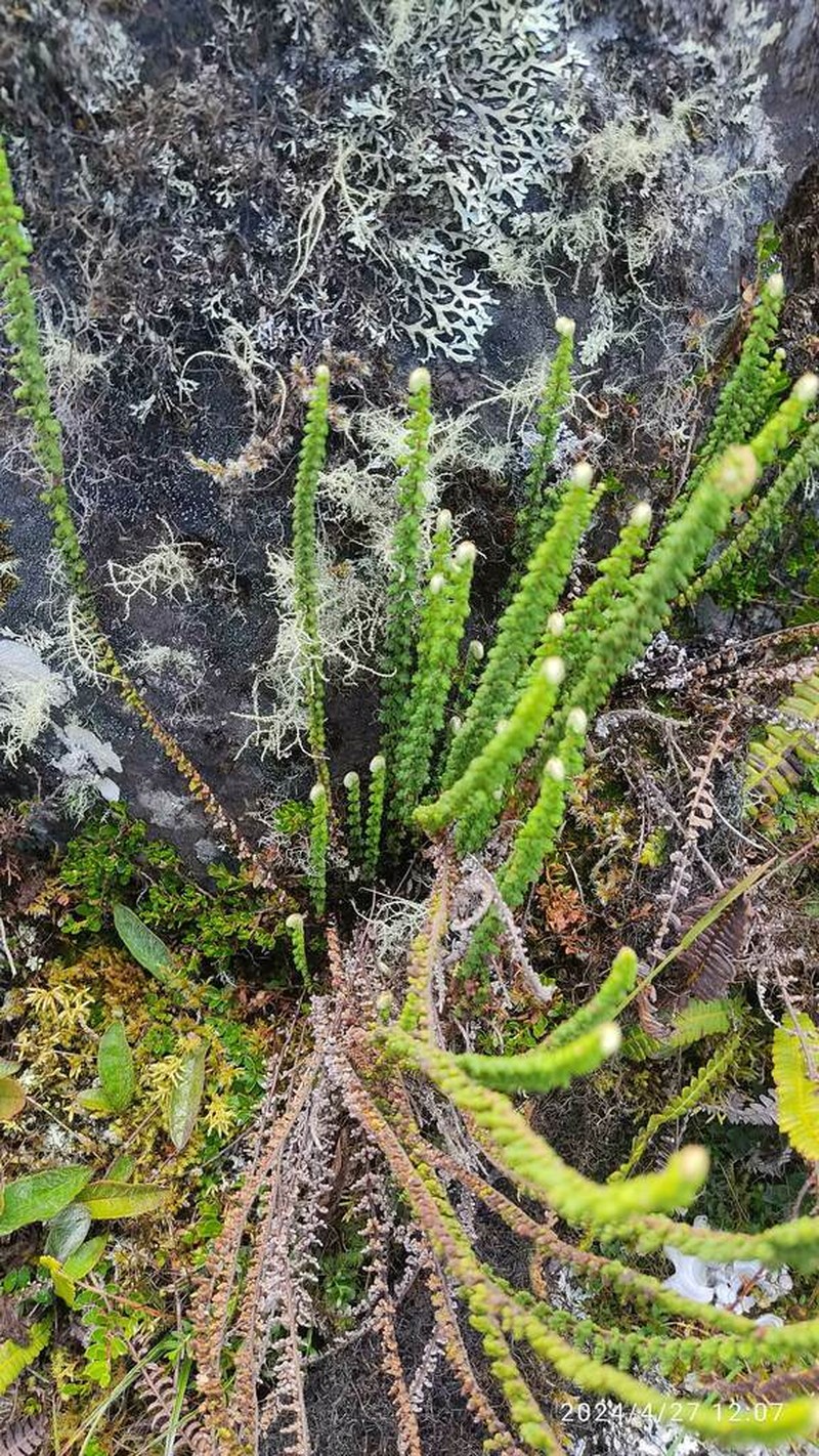 Jamesonia scalaris photo 7