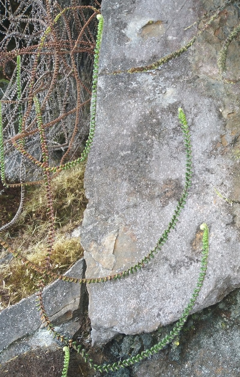 Jamesonia scalaris photo 8