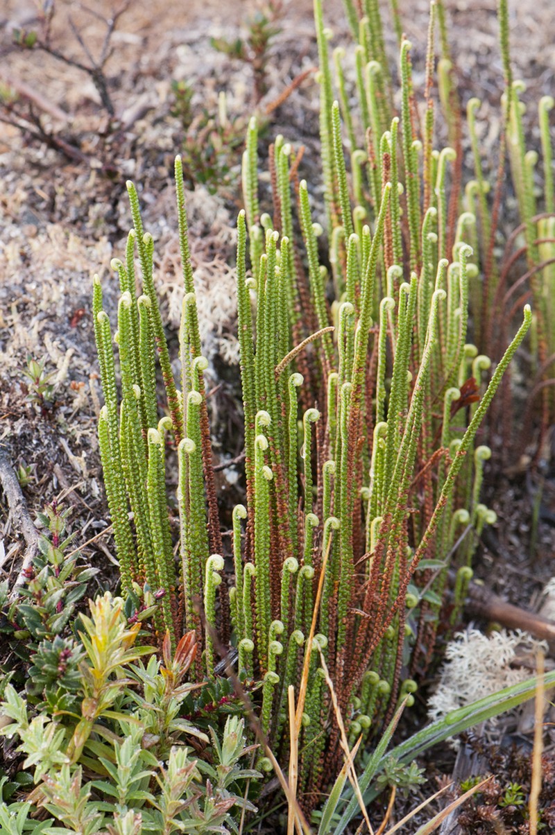 Jamesonia scammaniae