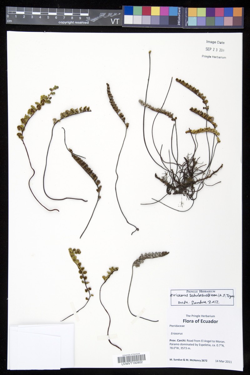 Jamesonia setulosa