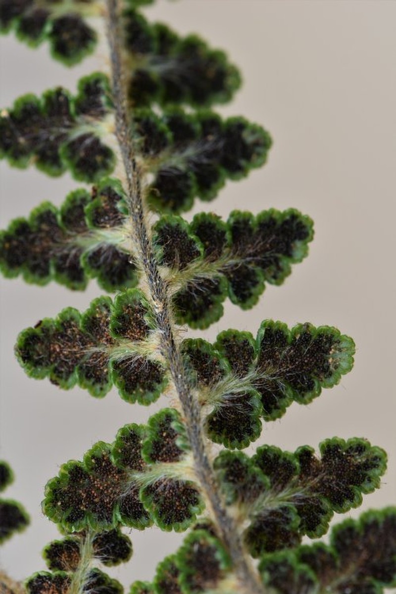 Jamesonia stuebelii
