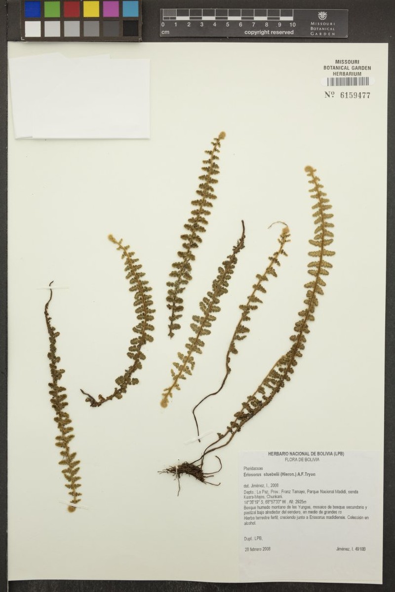 Jamesonia stuebelii photo 2