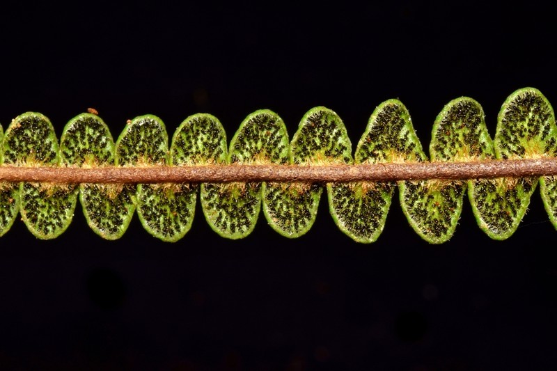 Jamesonia verticalis