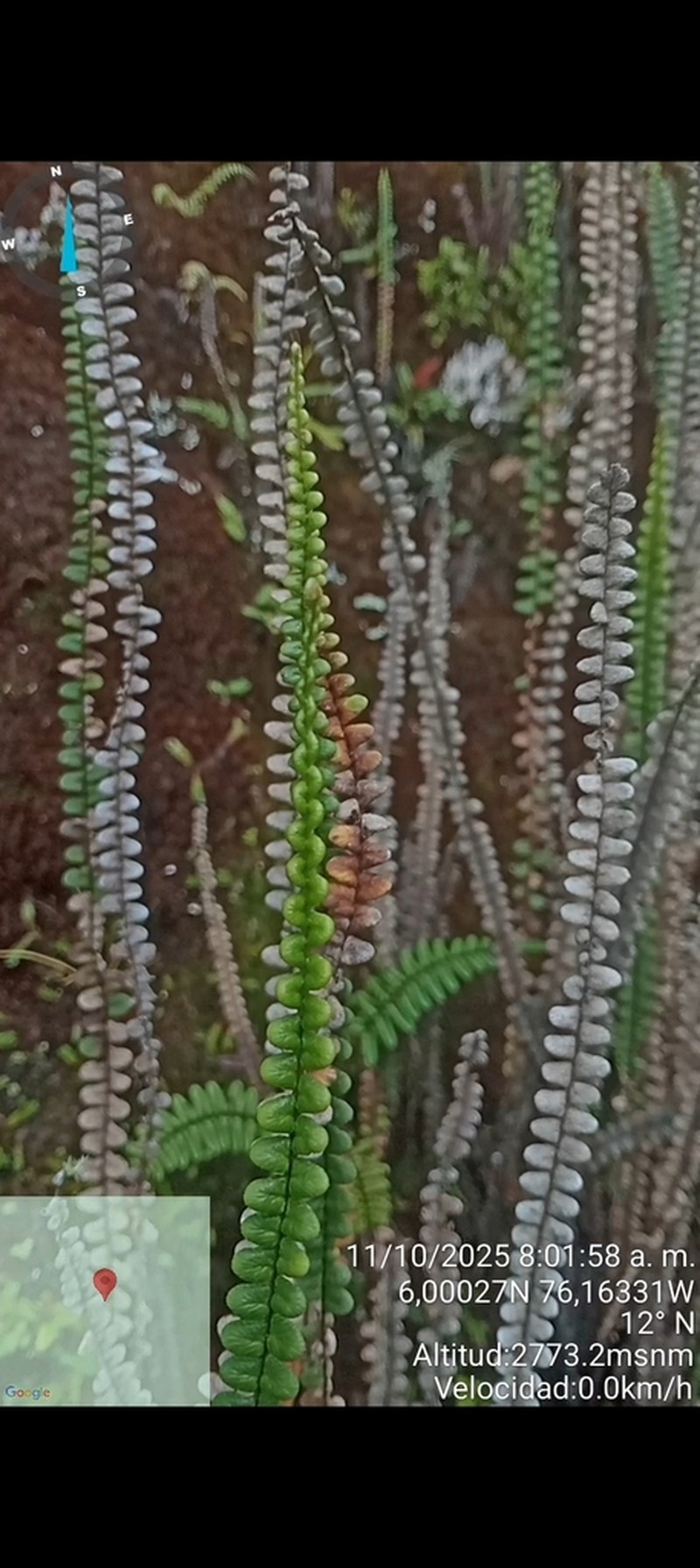 Jamesonia verticalis photo 2