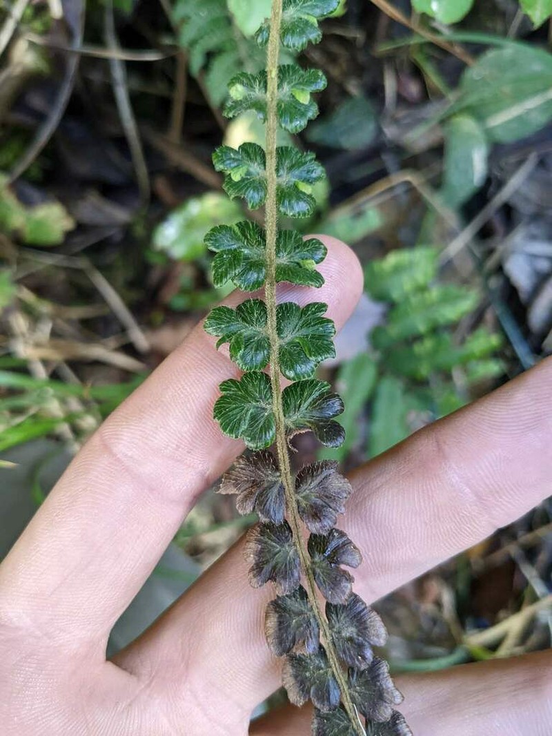 Jamesonia verticalis photo 3