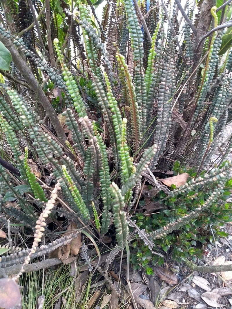 Jamesonia verticalis photo 4