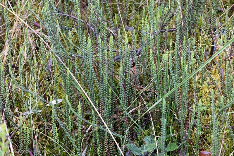 Jamesonia verticalis photo 5