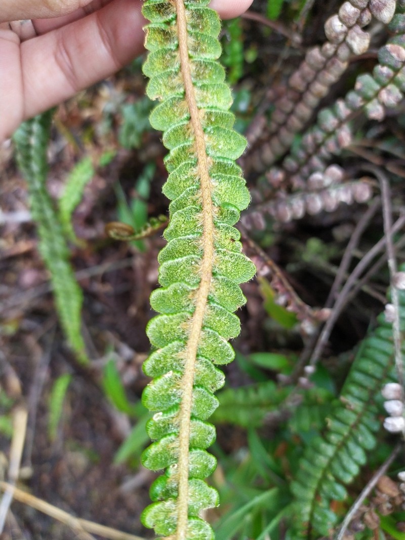 Jamesonia verticalis photo 6