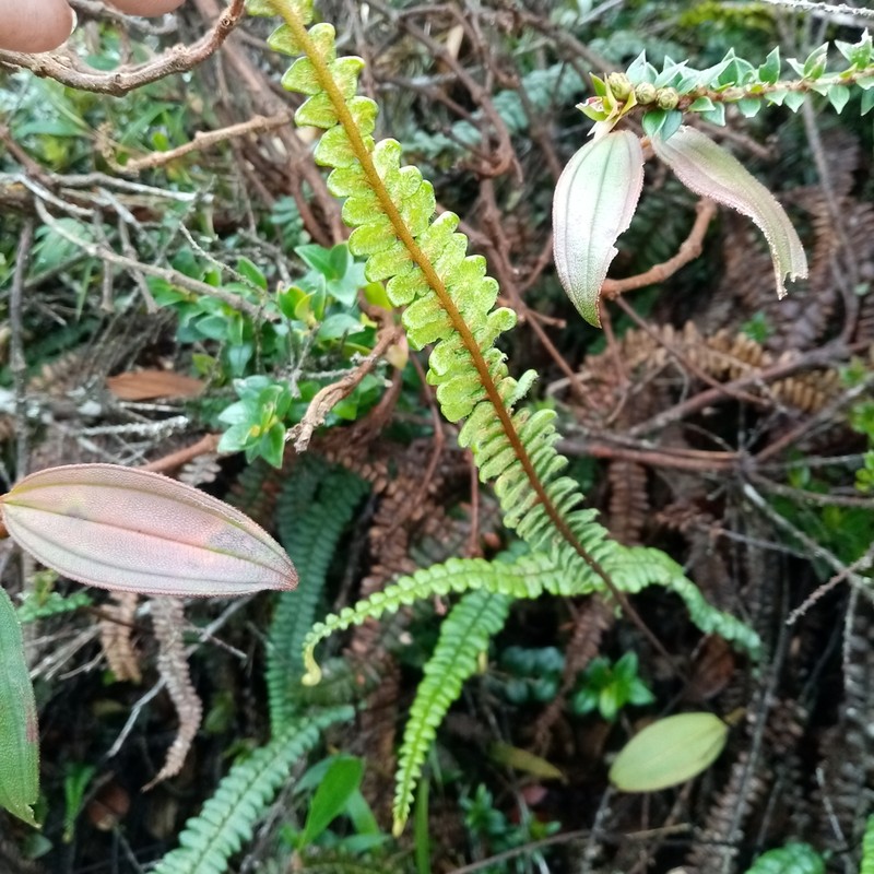 Jamesonia verticalis photo 8