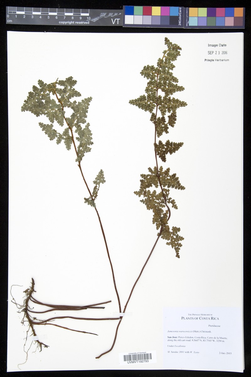 Jamesonia warscewiczii