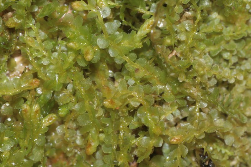 Jamesoniella autumnalis