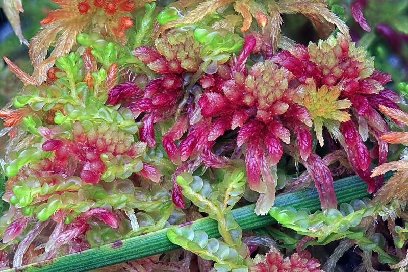 Jamesoniella undulifolia