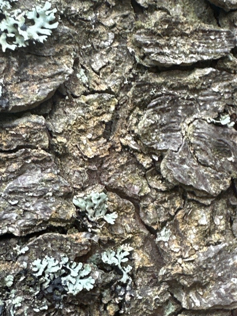 Japewia Lichen