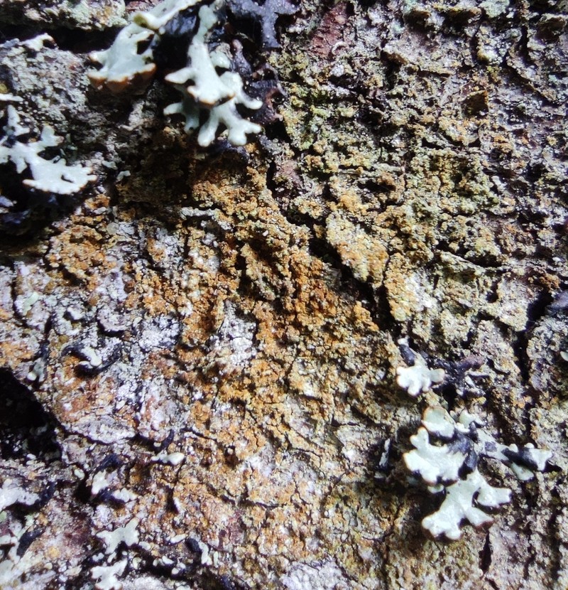 Japewia Lichen photo 2