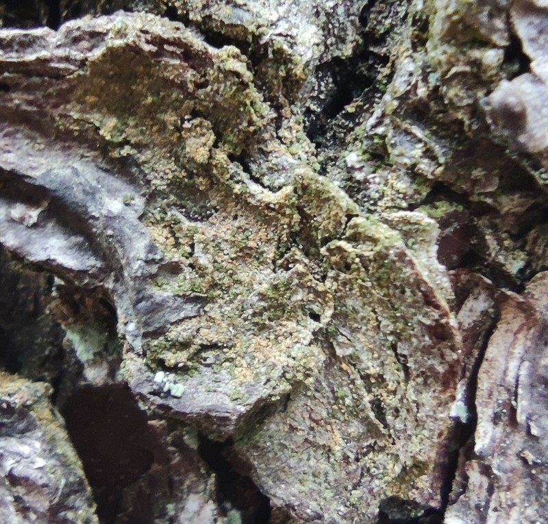 Japewia Lichen photo 3