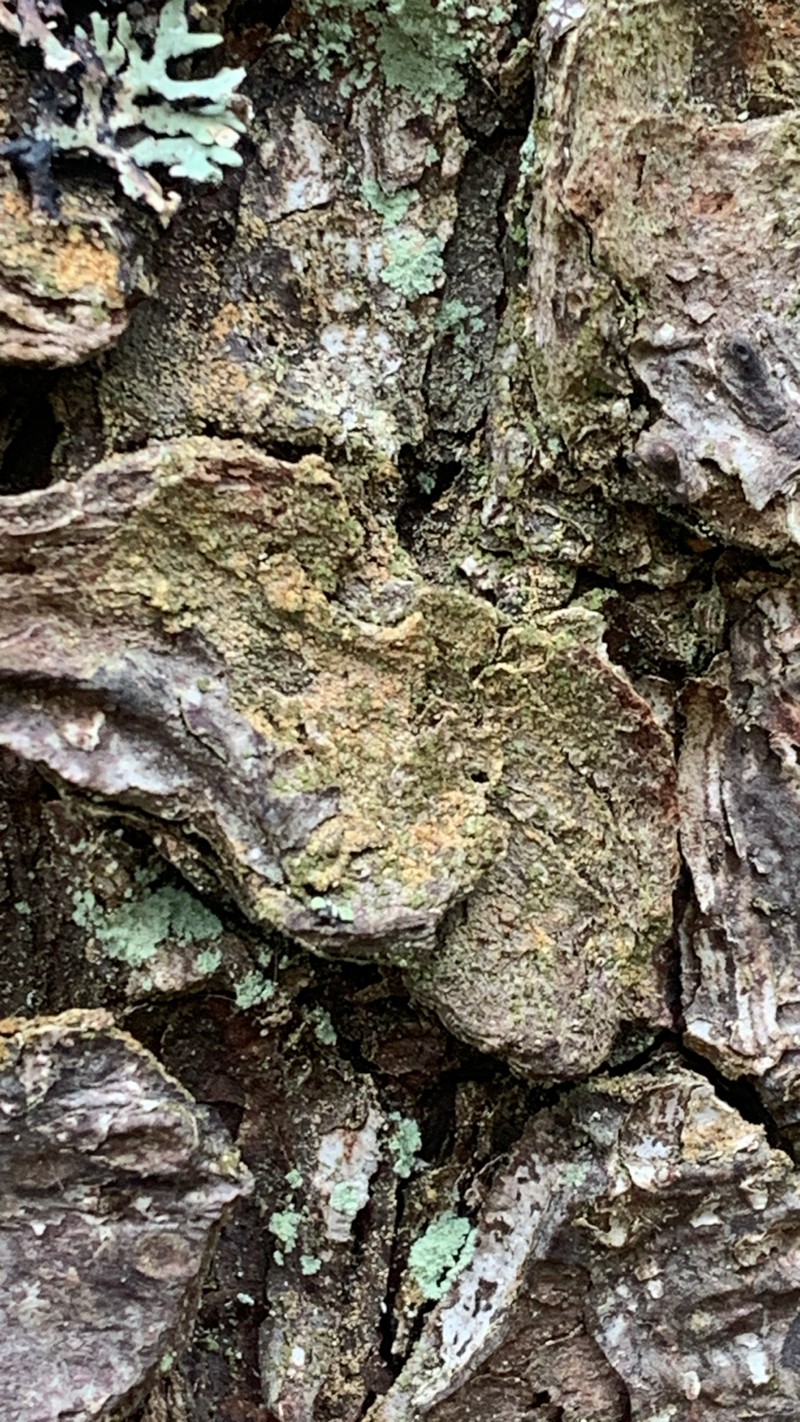 Japewia Lichen photo 5
