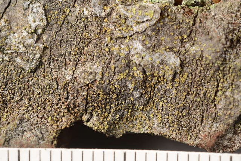 Japewia Lichen photo 6