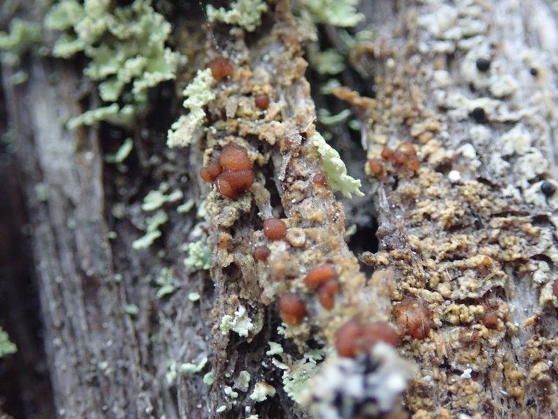 Japewia Lichen