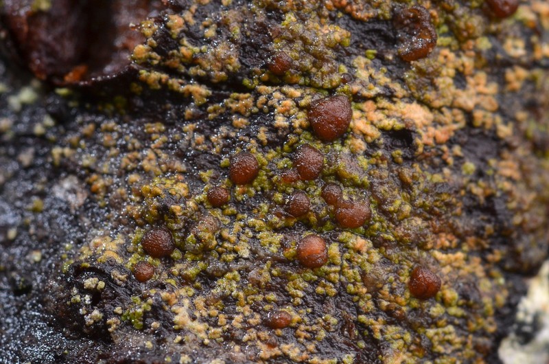 Japewia Lichen