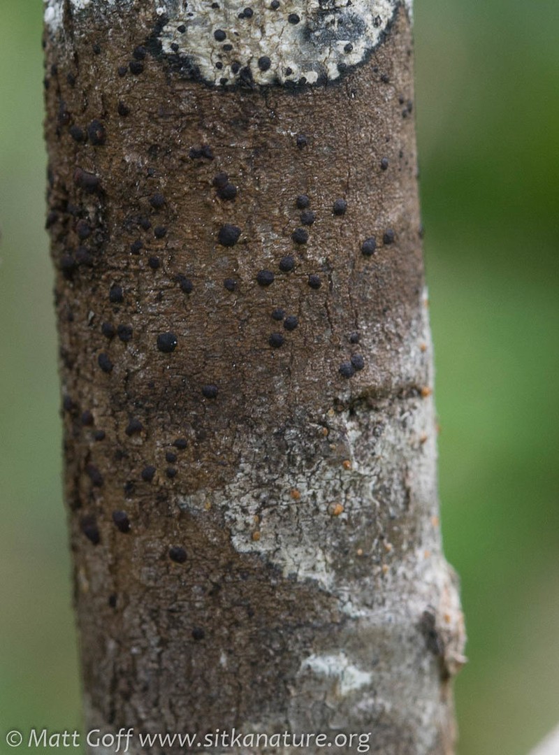 Japewia Lichen photo 2