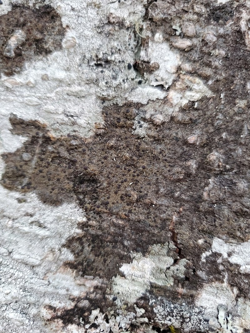 Japewia Lichen photo 3