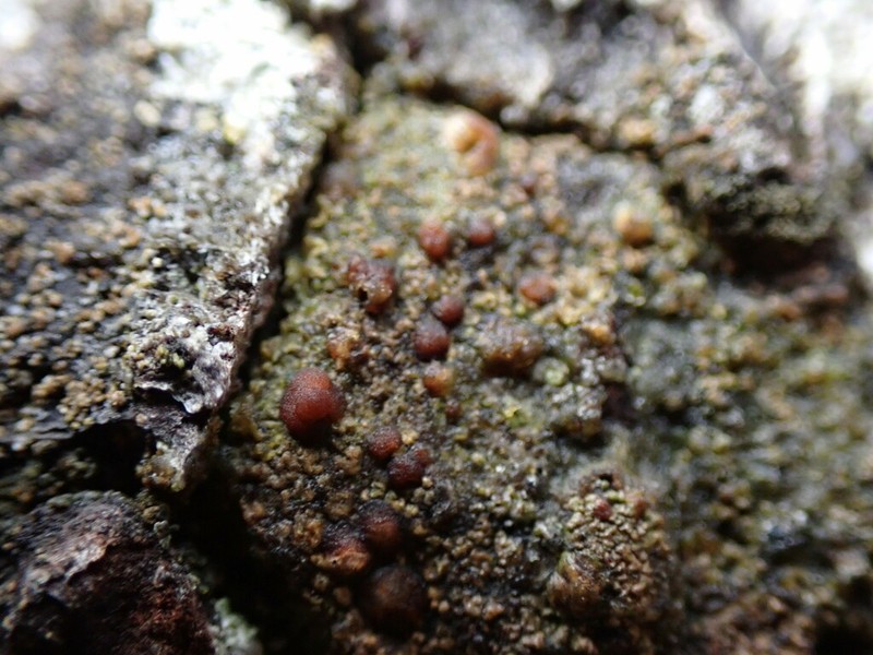 Japewia Lichen photo 4
