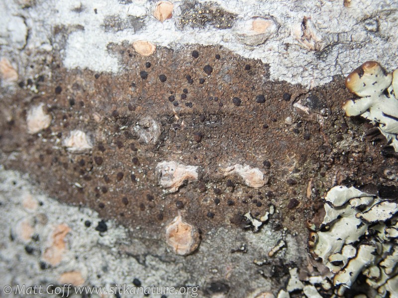 Japewia Lichen photo 5