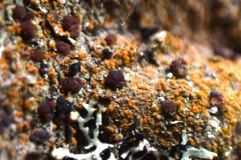 Japewia Lichen photo 6