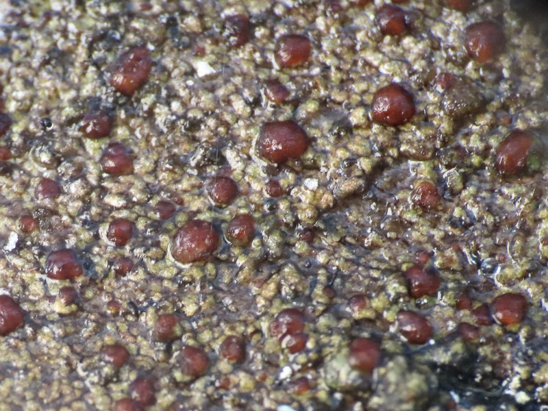 Japewia Lichen photo 7