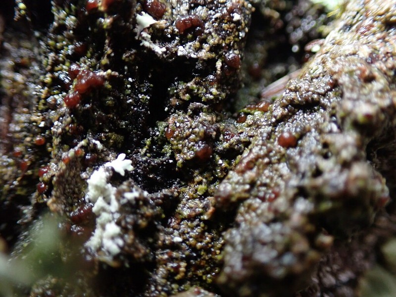 Japewia Lichen photo 8