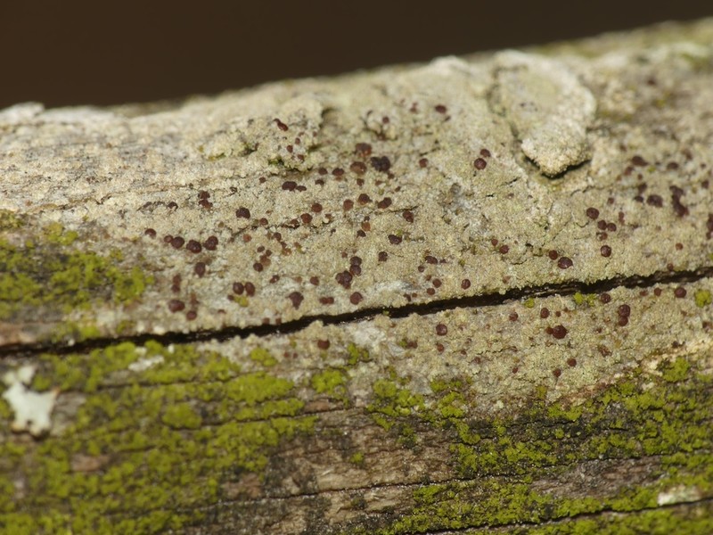 Dolly Parton's Lichen
