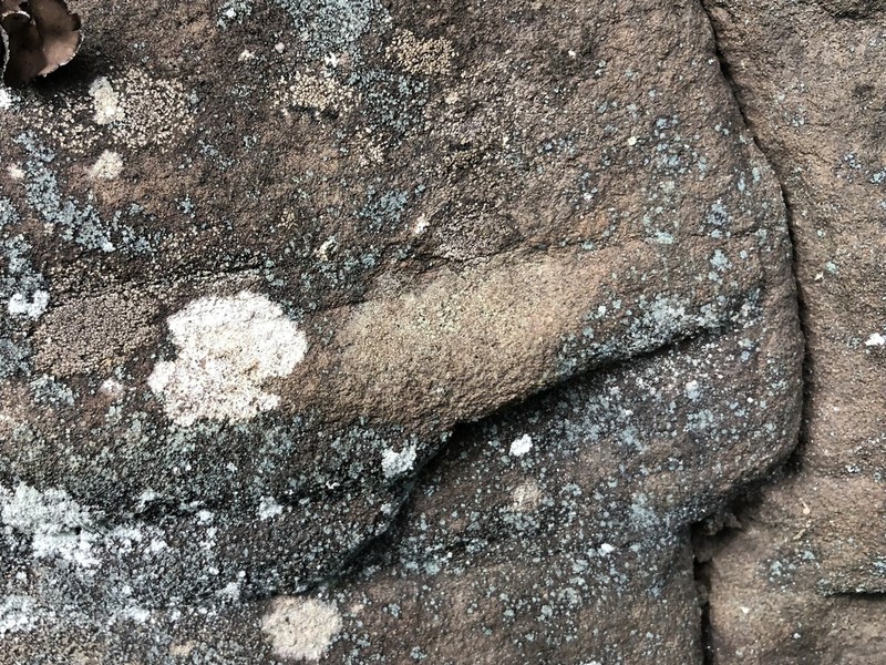 Dolly Parton's Lichen photo 2