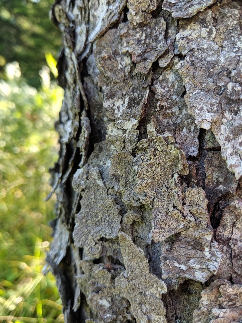 Dolly Parton's Lichen photo 3