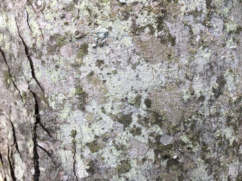 Dolly Parton's Lichen photo 4
